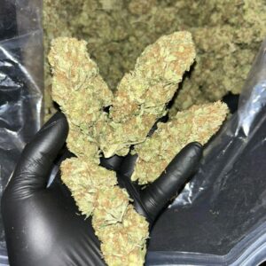AMNESIA GORILLA STRAIN