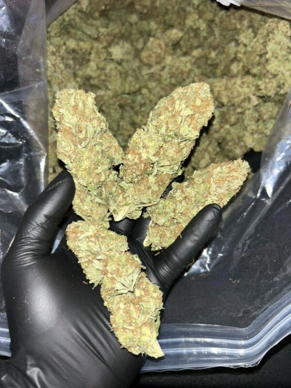 AMNESIA GORILLA STRAIN